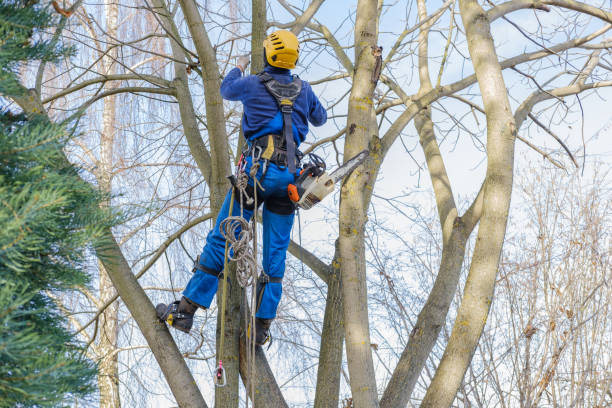 How Our Tree Care Process Works  in  Mequon, WI